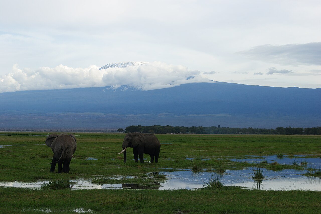 Elephant in Amboseli National Park with Mount Kilimanjaro behind