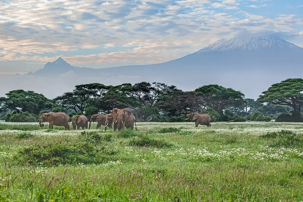Amboseli National Park with Mount Kilimanjaro beyond the plain