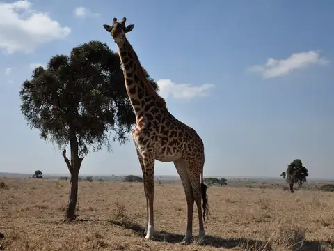 Giraffe on open plains