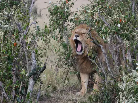 Lion yawning in bush