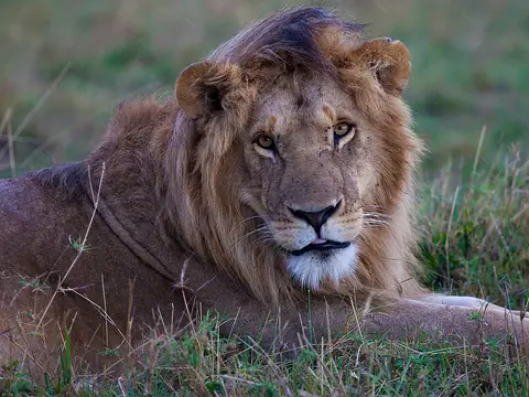 Male lion on the Maasai Mara plains