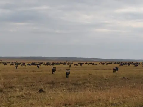 Wildebeest on the Mara plains