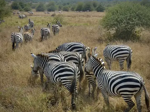 Zebra herd on the plains