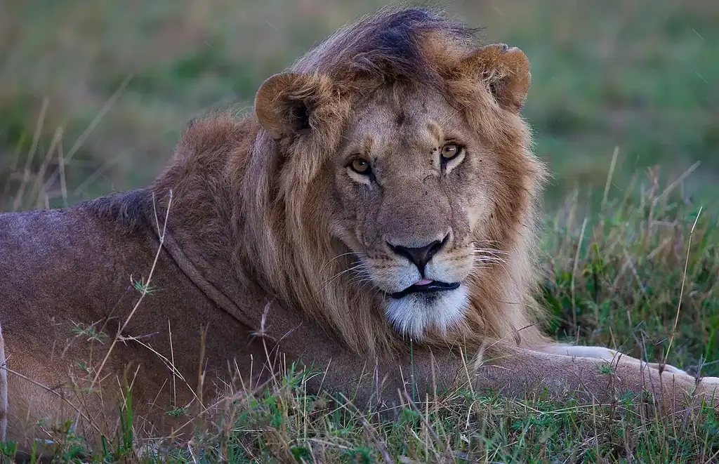 Male lion resting on the grass in the Maasai Mara