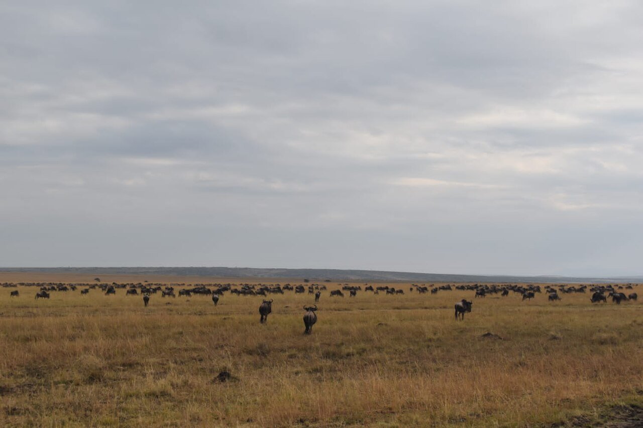 Wildebeest herd in the Maasai Mara