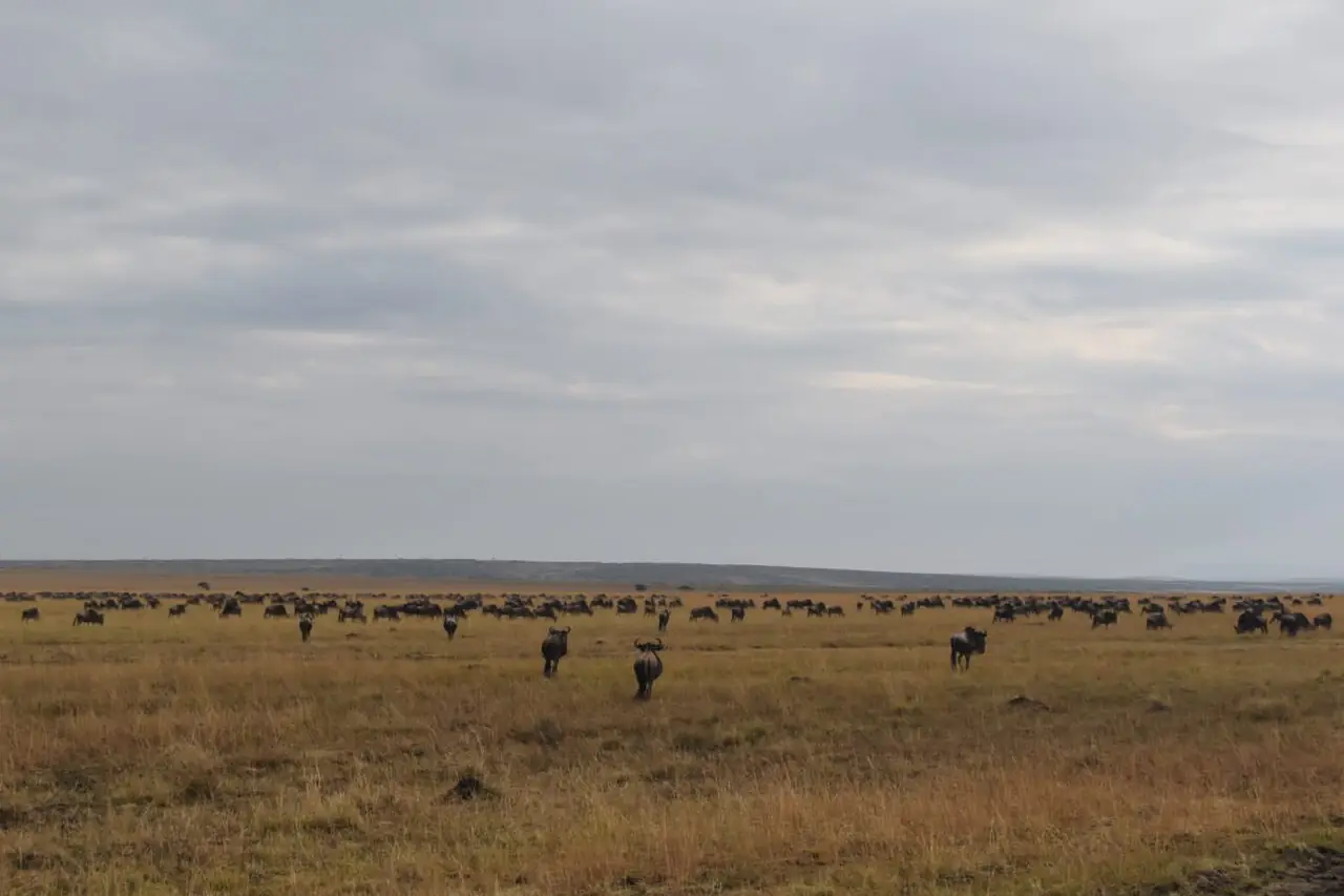 Wildebeest herd on the move in the Maasai Mara during the Great Migration