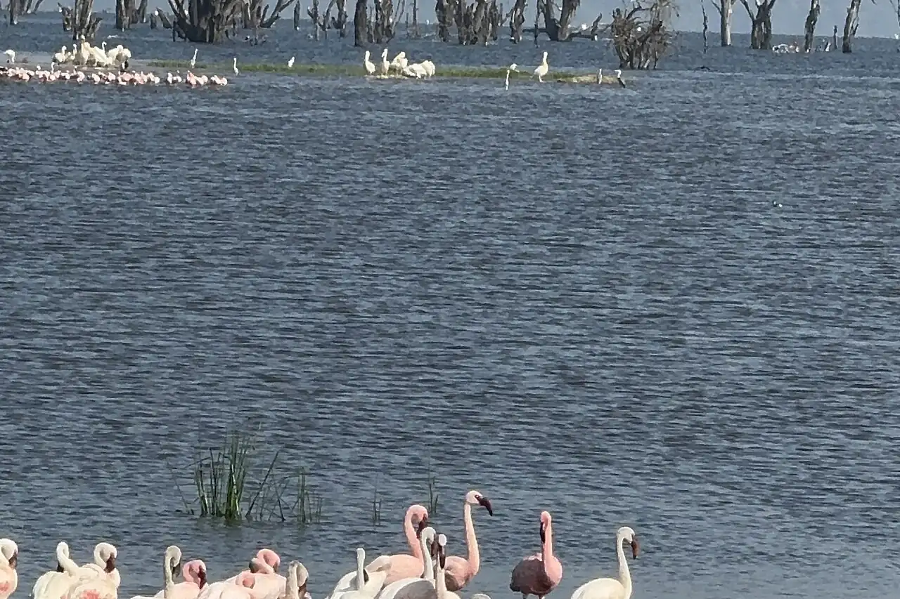 Flamingos in the shallows of Lake Nakuru