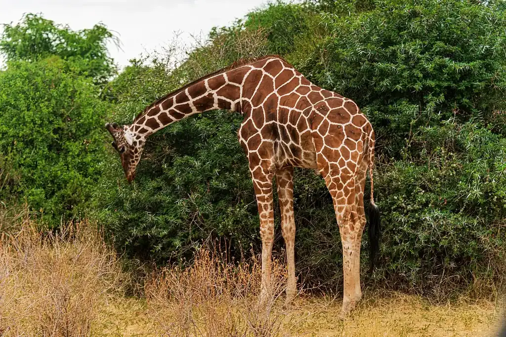 Reticulated giraffe feeding in Samburu National Reserve