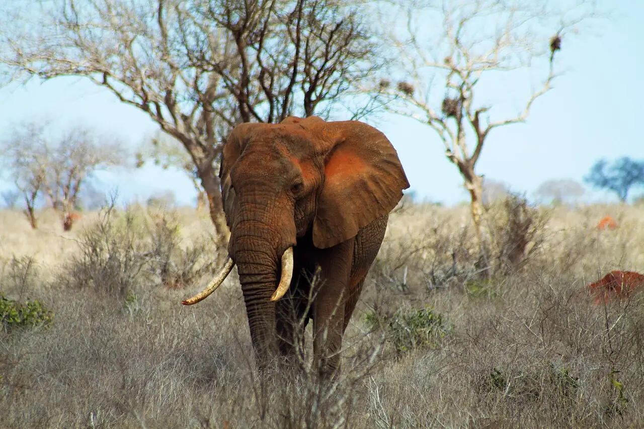 Elephant coloured red by the soil in Tsavo East National Park